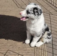 Miley , a female Border Collie for sale in Telford, PA – Photo 3 of 3