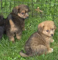 Foxy , a female Poodle - Toy  for sale in Telford, PA – 4 of 5
