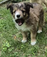 Bella , a female Shetland Sheepdog for sale in Telford, PA – 4 of 4