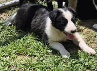 Lilly , a female Australian Shepherd for sale in Telford, PA – 4 of 4