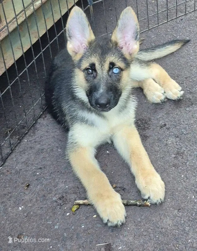 Dixie  – German Shepherd Dog, Siberian Husky puppy for sale in Telford, PA