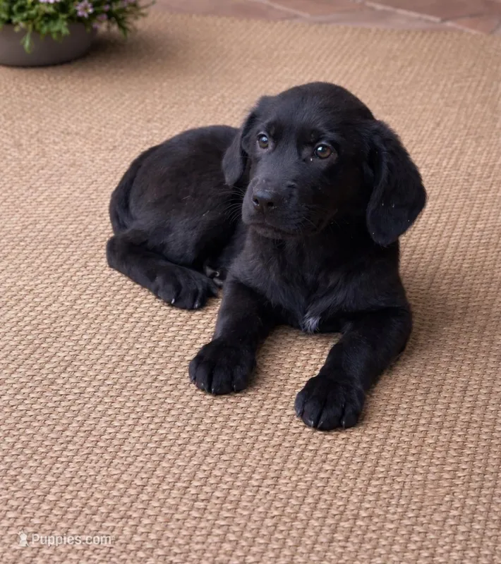 Bailey  – Labrador Retriever puppy for sale in Telford, PA