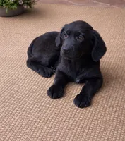 Bailey , a female Labrador Retriever for sale in Telford, PA – Photo 1 of 2