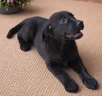 Bailey , a female Labrador Retriever for sale in Telford, PA – Photo 2 of 2