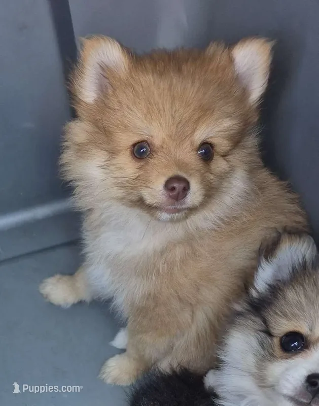 Buster  – Pomeranian puppy for sale in Telford, PA