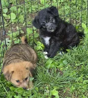Zoey , a female Poodle - Toy  for sale in Telford, PA – 3 of 3