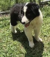 Lilly , a female Australian Shepherd for sale in Telford, PA – 3 of 4