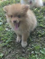 Buster , a male Pomeranian for sale in Telford, PA – 4 of 4