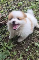 Roco , a female Pomeranian for sale in Telford, PA – 8 of 9