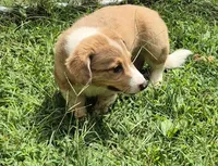 Brownie , a male Pembroke Welsh Corgi and Miniature Australian Shepherd for sale in Telford, PA – 2 of 4