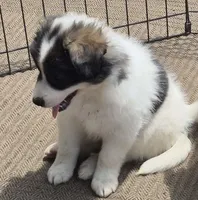 Bailey , a female Pomsky for sale in Telford, PA – 4 of 4