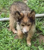 Bailey , a female Shetland Sheepdog for sale in Telford, PA – 3 of 6