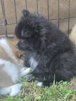 Blitz , a male Pomeranian for sale in Telford, PA – 3 of 4