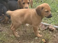 Bruce , a male Beagle and Dachshund for sale in Telford, PA – 4 of 4