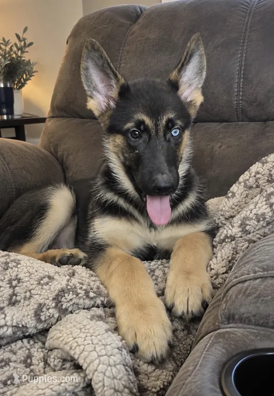 Blitz  – German Shepherd Dog, Siberian Husky puppy for sale in Telford, PA