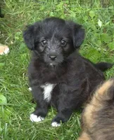 Zoey , a female Poodle - Toy  for sale in Telford, PA – 1 of 3