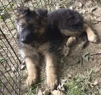 Loui , a male German Shepherd Dog for sale in Telford, PA – 2 of 5