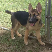 Tulip , a female German Shepherd Dog for sale in Telford, PA – 3 of 5