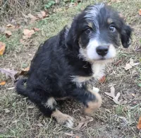 Blake, a male Miniature Bernedoodle for sale in Telford, PA – 2 of 3