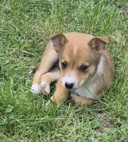Brenda , a female Cardigan Welsh Corgi and Chihuahua for sale in Telford, PA – 1 of 5