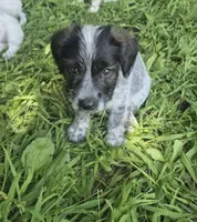 Oscar , a male Miniature Aussiedoodle for sale in Telford, PA – 3 of 3