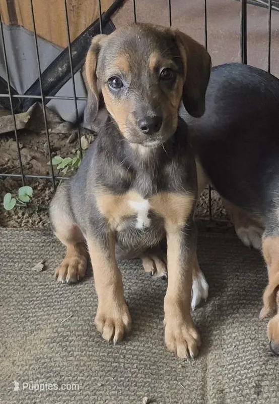 Sarah  – Dachshund puppy for sale in Telford, PA