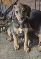 Sarah , a female Dachshund for sale in Telford, PA – 1 of 1