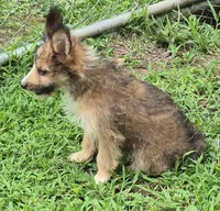 Bailey , a female Shetland Sheepdog for sale in Telford, PA – 2 of 6
