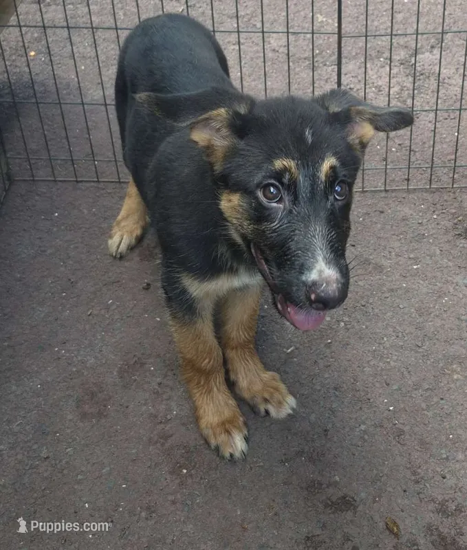 Ben  – German Shepherd Dog, Siberian Husky puppy for sale in Telford, PA