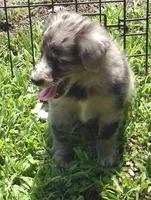 Bella , a female Miniature Aussiedoodle for sale in Telford, PA – 6 of 7