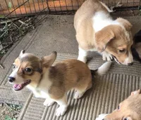 Pixle , a female Pembroke Welsh Corgi and Miniature Australian Shepherd for sale in Telford, PA – 3 of 3
