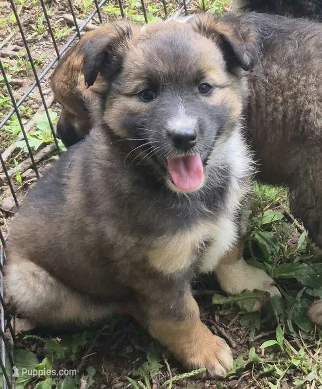 Izzy  – Shetland Sheepdog, Australian Shepherd puppy for sale in Telford, PA