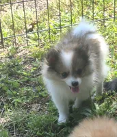 Max , a male Pomeranian for sale in Telford, PA – 5 of 5