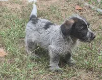 Benny , a male Miniature Aussiedoodle for sale in Telford, PA – 3 of 5