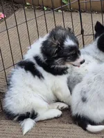 Shadow, a male Pomsky for sale in Telford, PA – 4 of 5