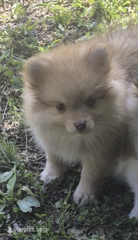 Buster  – Pomeranian puppy for sale in Telford, PA