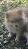 Buster , a male Pomeranian for sale in Telford, PA – 1 of 7