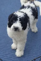 Bently , a male Miniature Bernedoodle for sale in Telford, PA – Photo 3 of 4