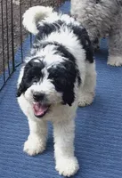 Bently , a male Miniature Bernedoodle for sale in Telford, PA – Photo 1 of 4