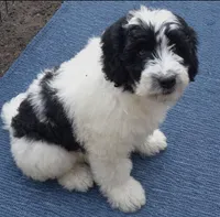 Bently , a male Miniature Bernedoodle for sale in Telford, PA – Photo 4 of 4