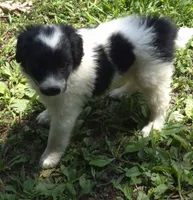 Rosie , a female Miniature Aussiedoodle for sale in Telford, PA – 5 of 7