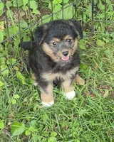 Ally , a female Pembroke Welsh Corgi and Poodle - Toy  for sale in Telford, PA – 4 of 4