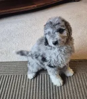 Biscuit , a female Miniature Bernedoodle for sale in Telford, PA – Photo 2 of 4