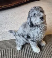 Biscuit , a female Miniature Bernedoodle for sale in Telford, PA – Photo 3 of 4