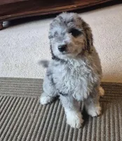 Biscuit , a female Miniature Bernedoodle for sale in Telford, PA – Photo 4 of 4