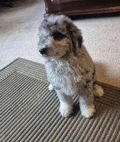 Biscuit , a female Miniature Bernedoodle for sale in Telford, PA – Photo 1 of 4