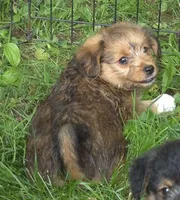 Nova , a female Pembroke Welsh Corgi and Poodle - Toy  for sale in Telford, PA – 1 of 2