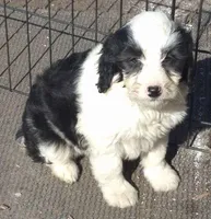 Bella , a female Miniature Bernedoodle for sale in Telford, PA – Photo 2 of 2
