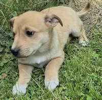 Bruce , a male Cardigan Welsh Corgi and Chihuahua for sale in Telford, PA – 2 of 2