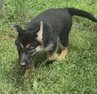 Lilly , a female German Shepherd Dog for sale in Telford, PA – 3 of 4
